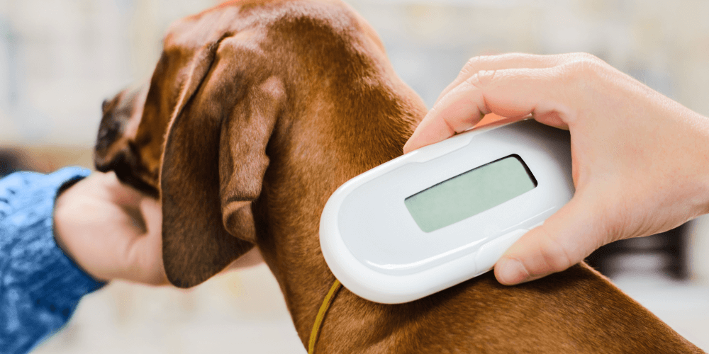 Dog GPS Trackers Vs Microchips - Whistle