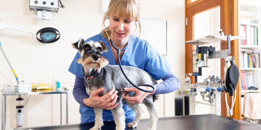 5 reasons for twice-yearly health checks, from a Vet - Whistle