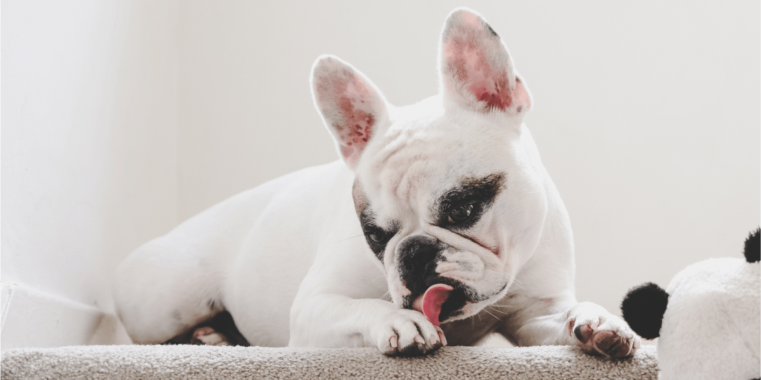 7 reasons why your dog is licking so much - Whistle