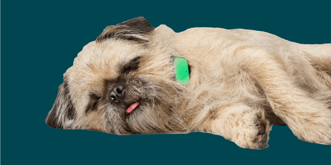Help! Why Does My Dog Sleep So Much? - Whistle