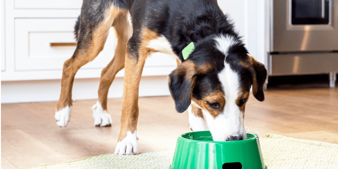 How to make sure your dog stays hydrated - Whistle