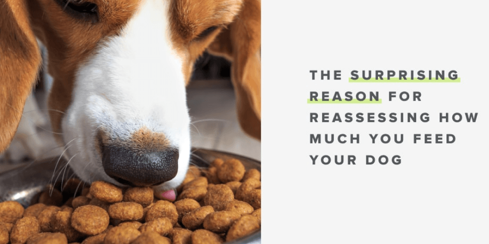 If you feed your dog the same amount all year round, read this - Whistle
