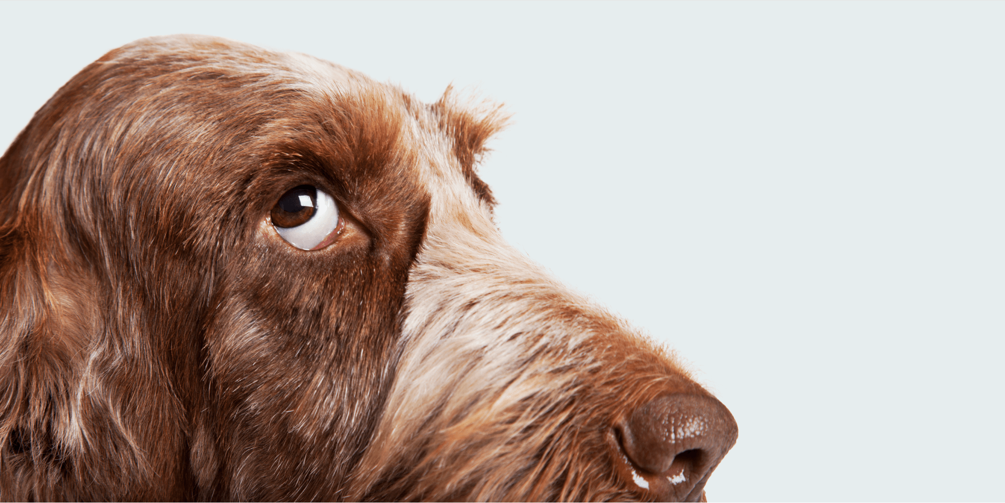 Navigating Dog Anxiety - Whistle