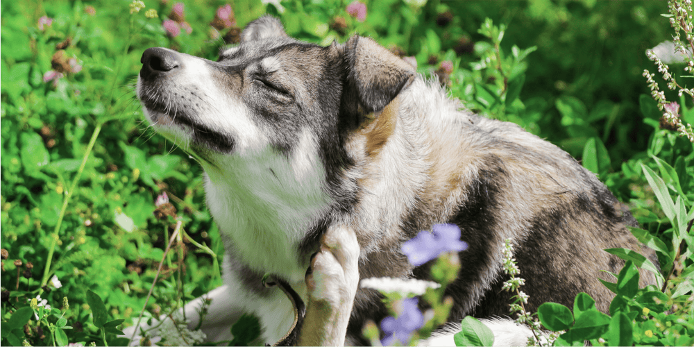 Spring Allergy Season: A Closer Look at Atopic Dermatitis in Dogs - Whistle