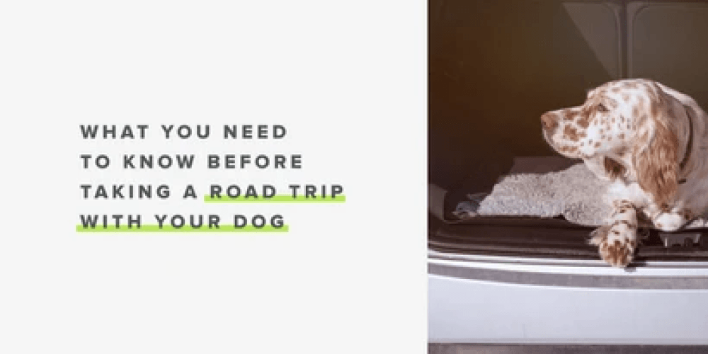 Tips for a safe road trip with your dog - Whistle