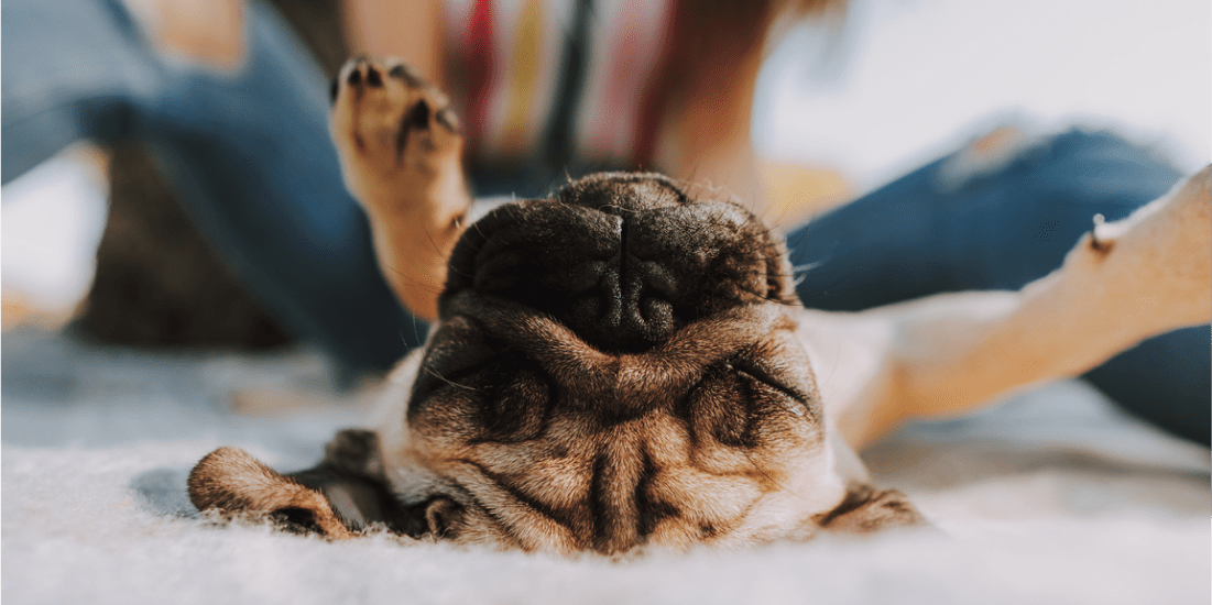 What your dog’s sleeping position says about them - Whistle