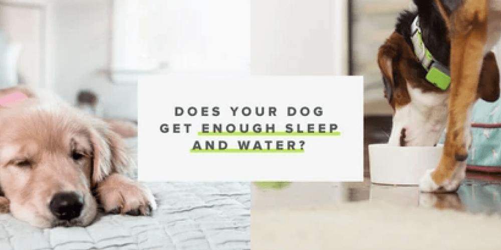Why should you monitor your dog’s sleeping and drinking habits?  - Whistle
