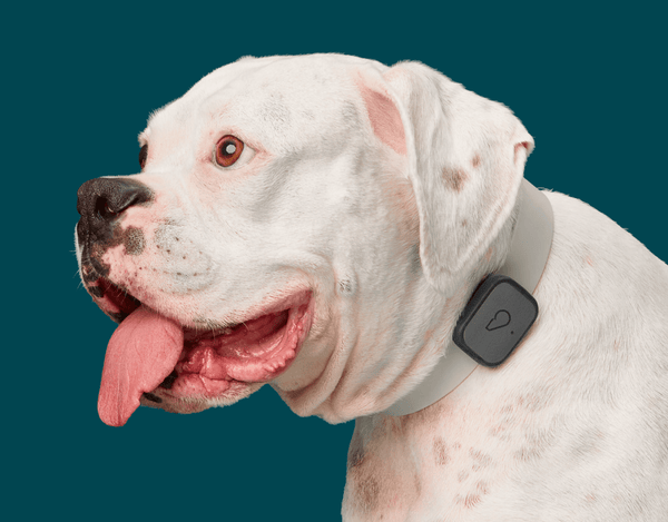 Dog wearing Whistle Go Explore GPS Smart Tracker