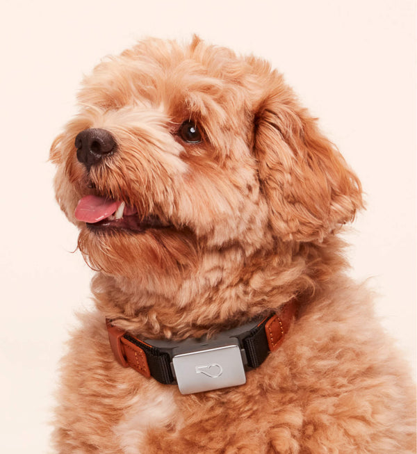 Dog wearing Whistle Switch Smart Collar