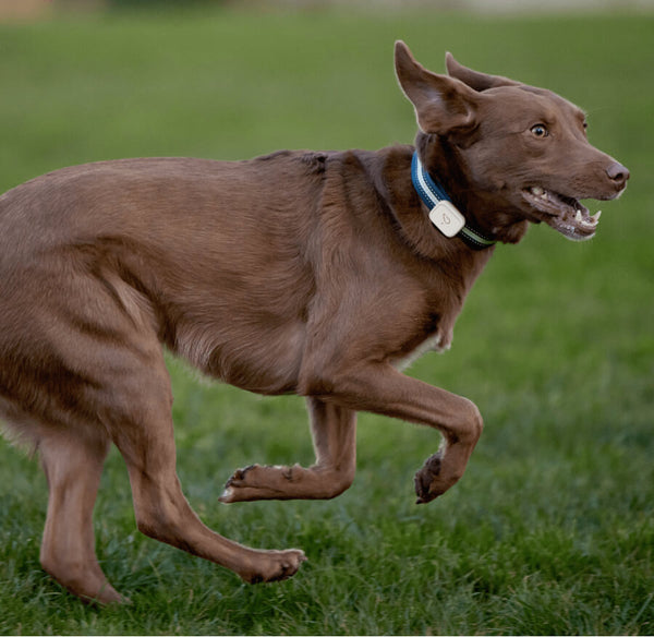 Dog running while wearing Whistle Health 2.0 Smart Device