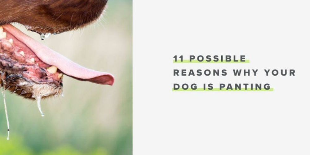 11 possible reasons why your dog is panting - Whistle