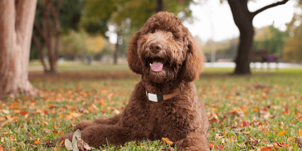 Allergies in Dogs: Fall Allergy Symptoms & Treatments