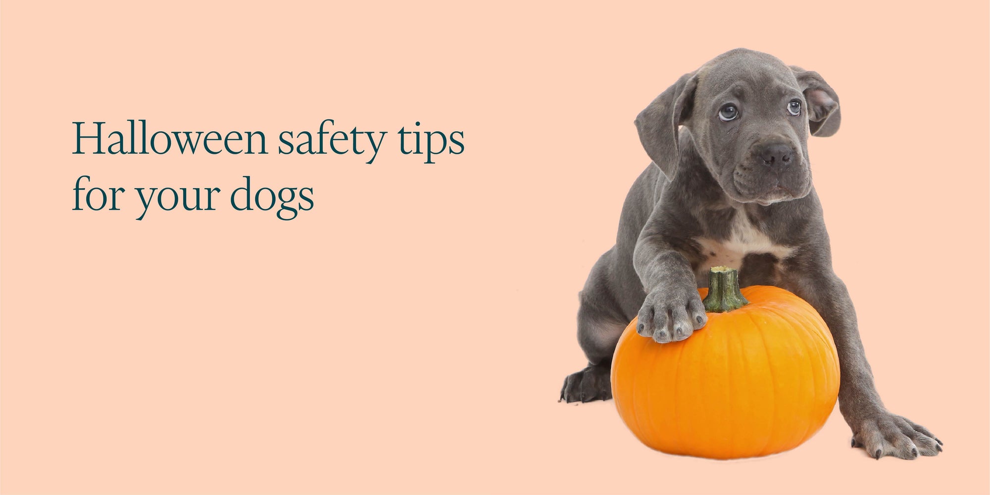 5 Halloween Safety Tips for Pets - Whistle