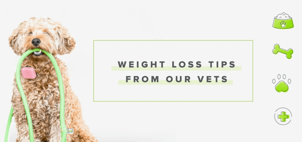 Dog Weight Loss Tips - Whistle
