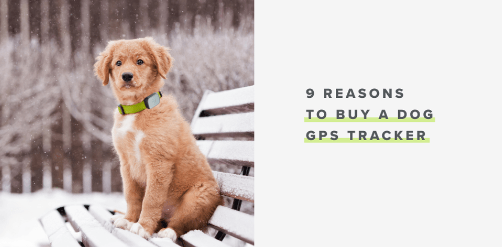 9 reasons to buy a dog GPS tracker - Whistle