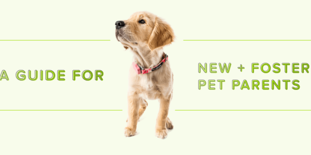 A guide for new & foster pet parents - Whistle