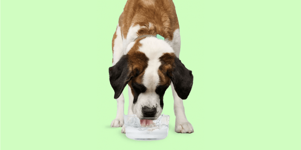 Dog Hydration Guide: How much water should my dog drink? - Whistle