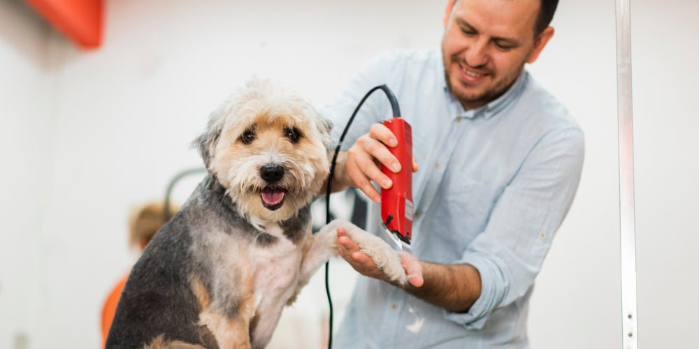 Drop the Clippers: Study Reveals Pro Grooming is 5x Better than DIY - Whistle