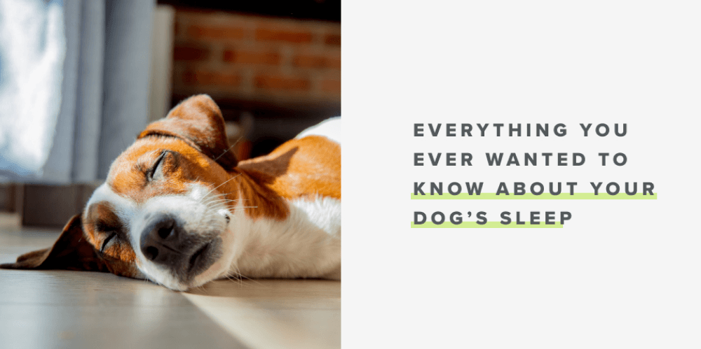 Everything you ever wanted to know about your dog’s sleep - Whistle