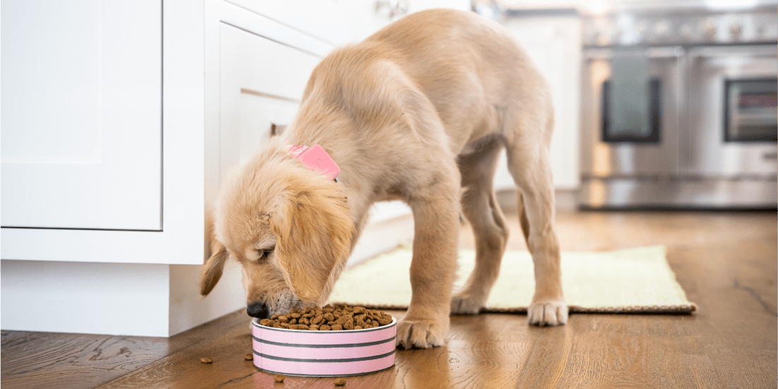 How much should you actually feed your dog? - Whistle