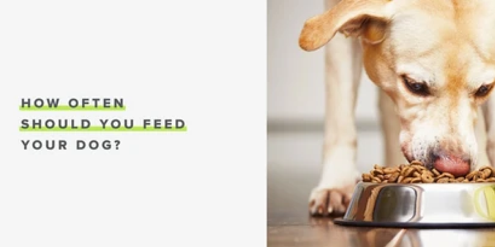 How often should you feed your dog? - Whistle