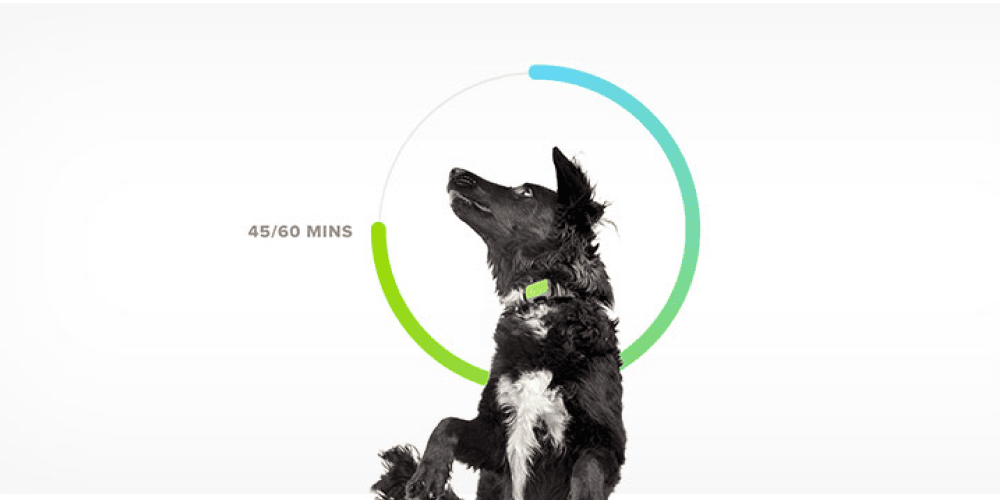 Smart collar for dogs monitors activity, providing clues to health and  wellness
