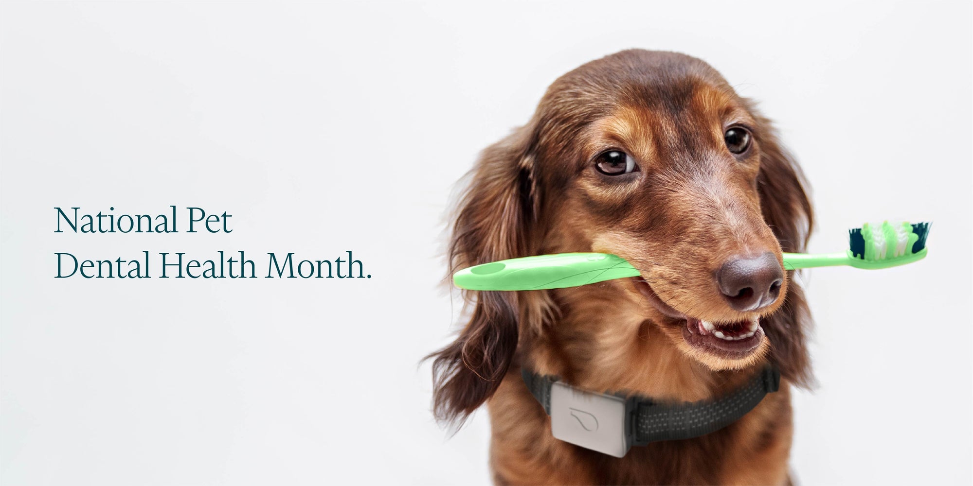 Smile, It’s National Pet Dental Health Month - Whistle