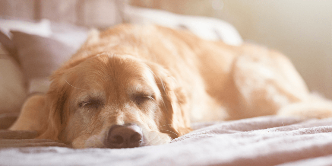 Solved! This is how much sleep your dog actually needs - Whistle