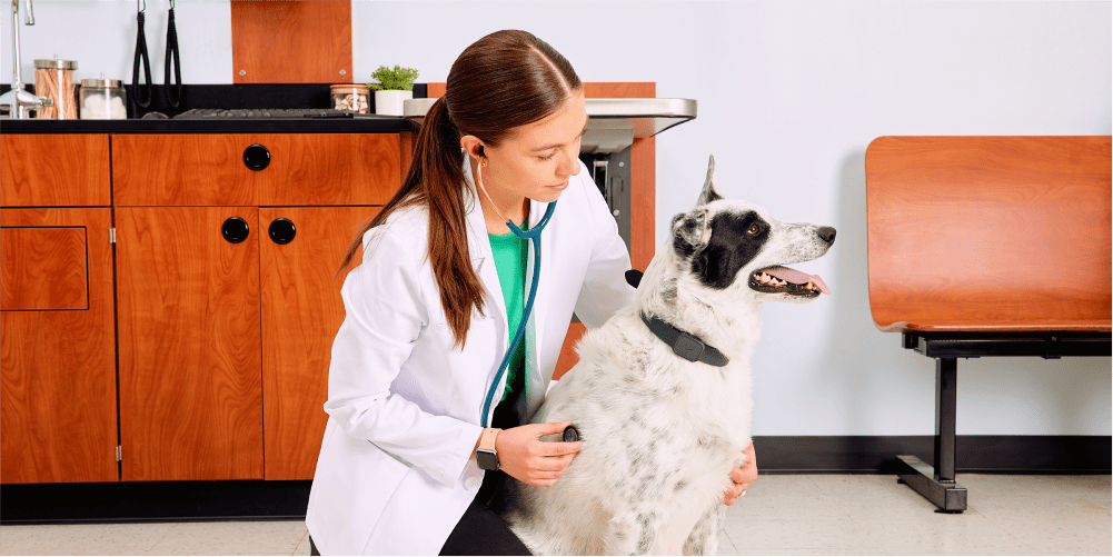 The Dog Gut Microbiome: A Balancing Act - Whistle