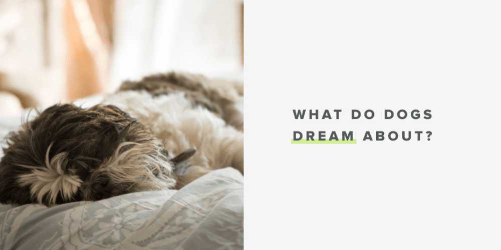What do dogs dream about? - Whistle