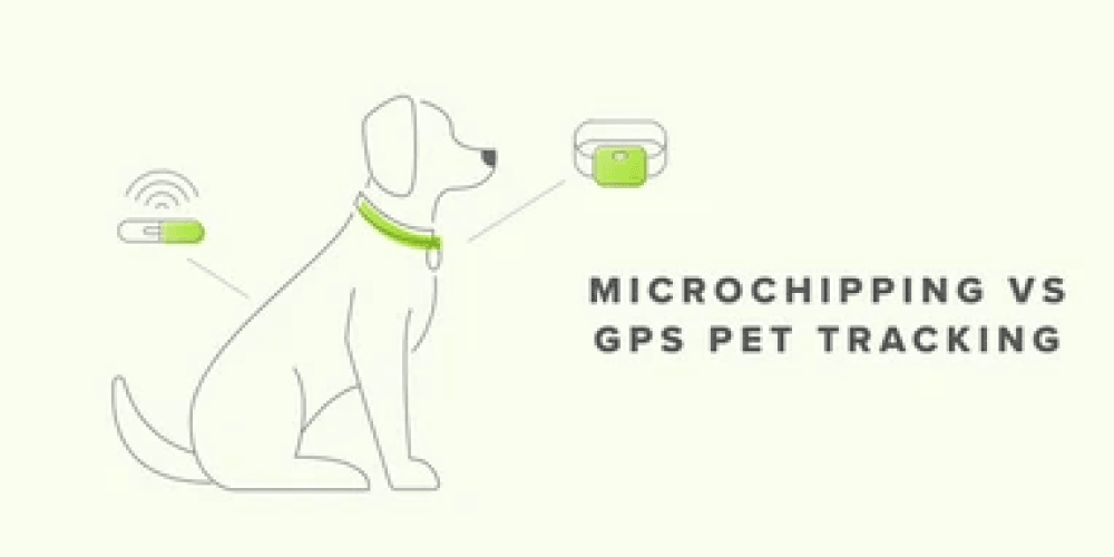Which is better – the microchip or the tracker? - Whistle