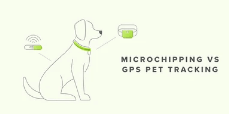 MICROCHIP or GPS COLLAR FOR DOGS: WHAT ARE THEY?, ADVANTAGES AND