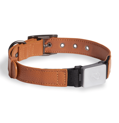 GPS Dog Collars, Health Monitors & Designer Leashes - Whistle