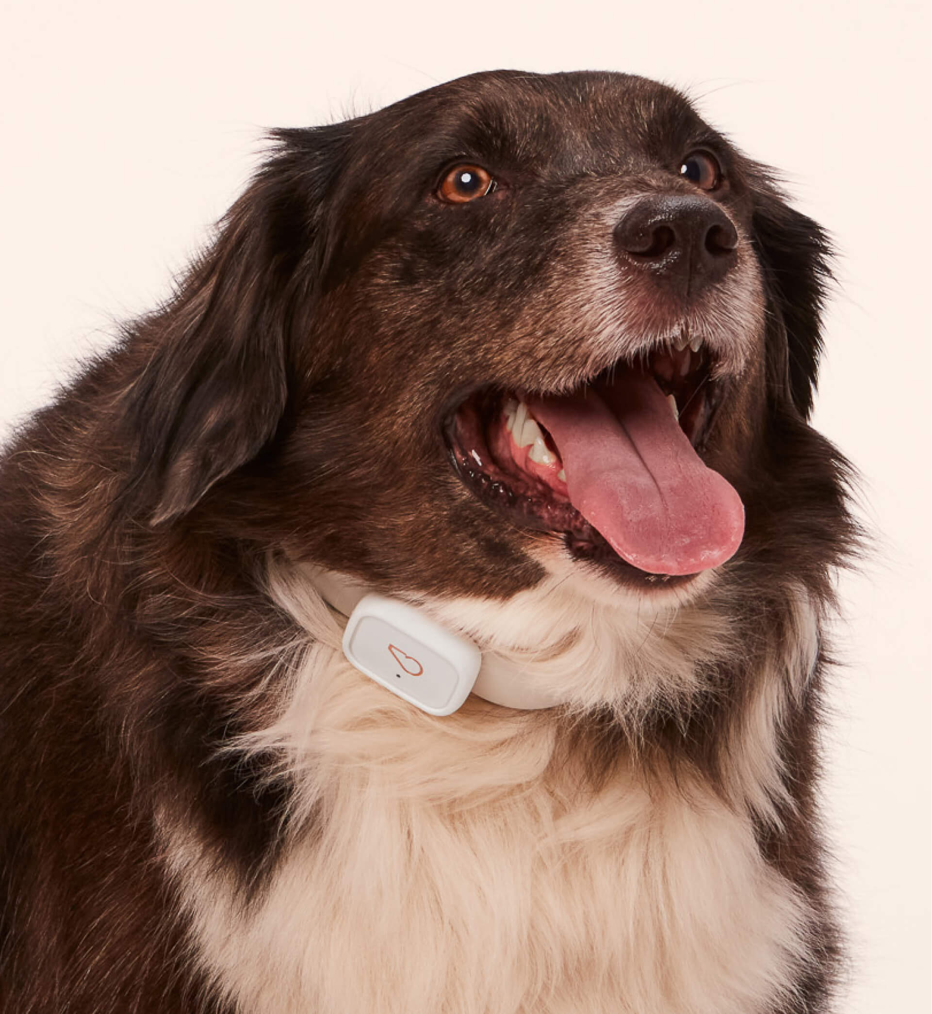 Dog wearing Whistle Switch Smart Collar