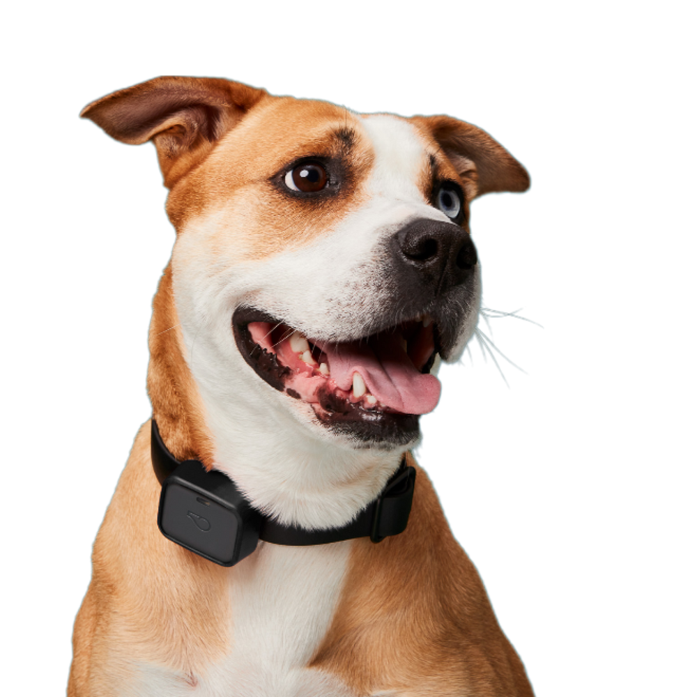 Dog wearing Whistle Go Explore GPS Dog Tracker