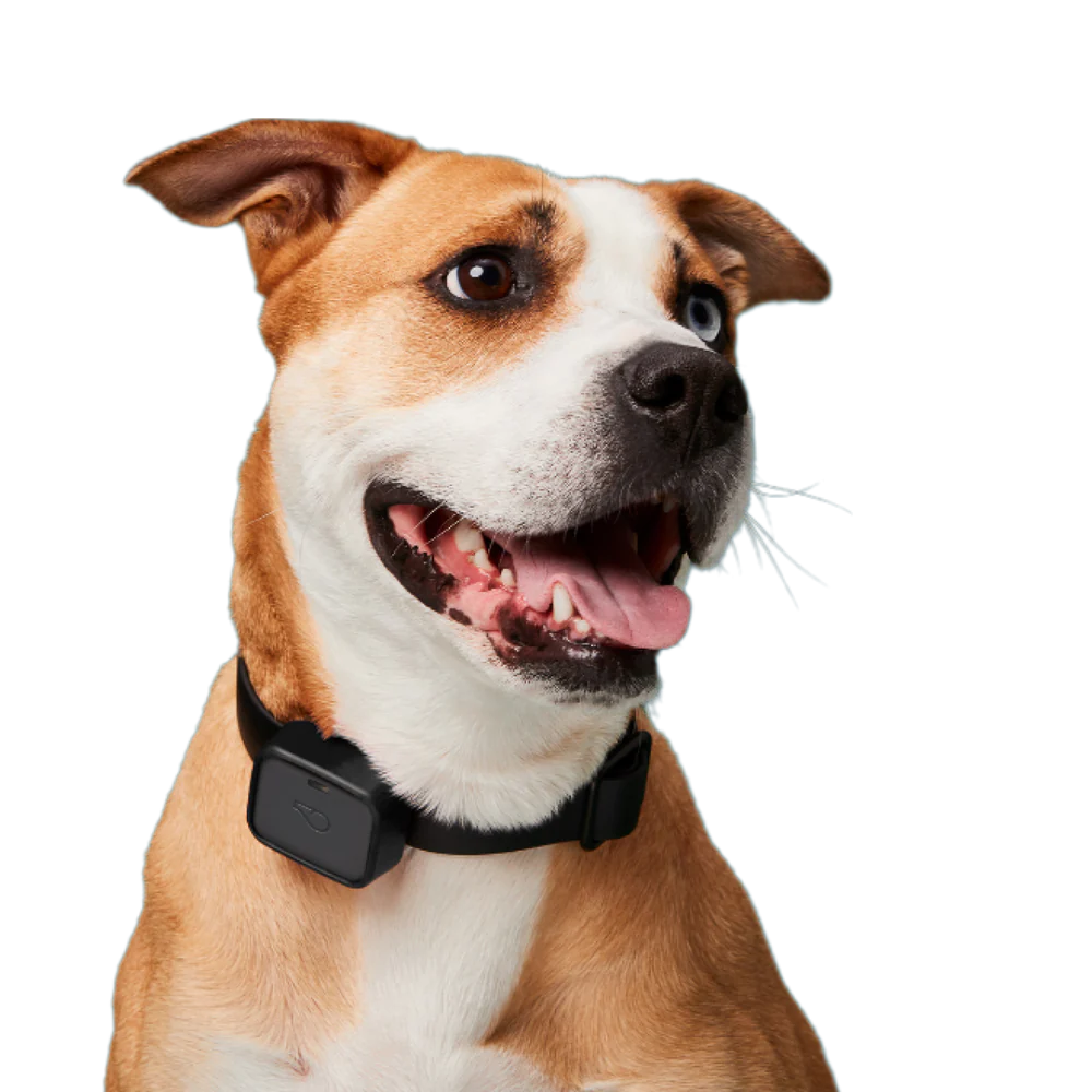 Dog wearing Whistle Go Explore GPS Device