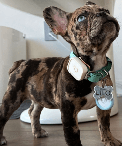 Dog wearing Whistle Health Smart Device