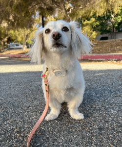 Dog wearing Whistle Health Smart Device