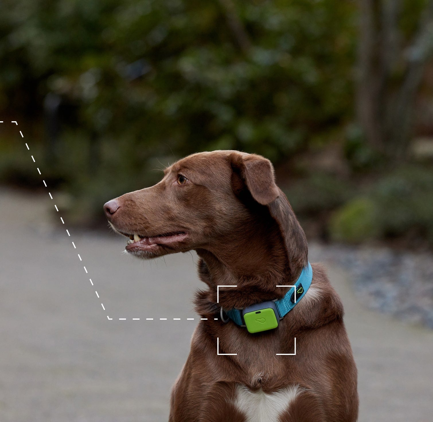 Dog wearing Whistle dog GPS tracker