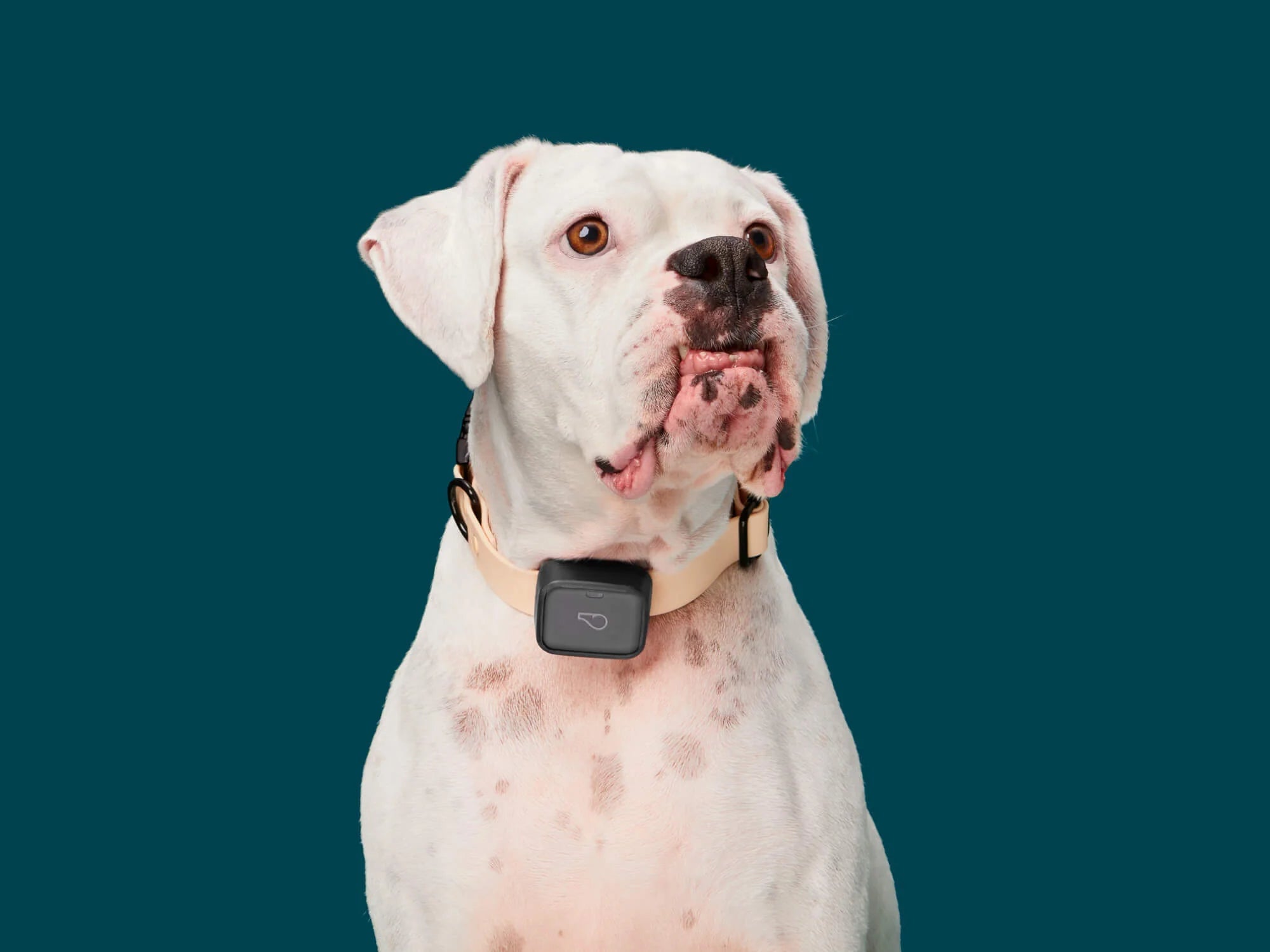 Whistle™ Dog Gps Tracker & Dog Fitness Tracker - Whistle