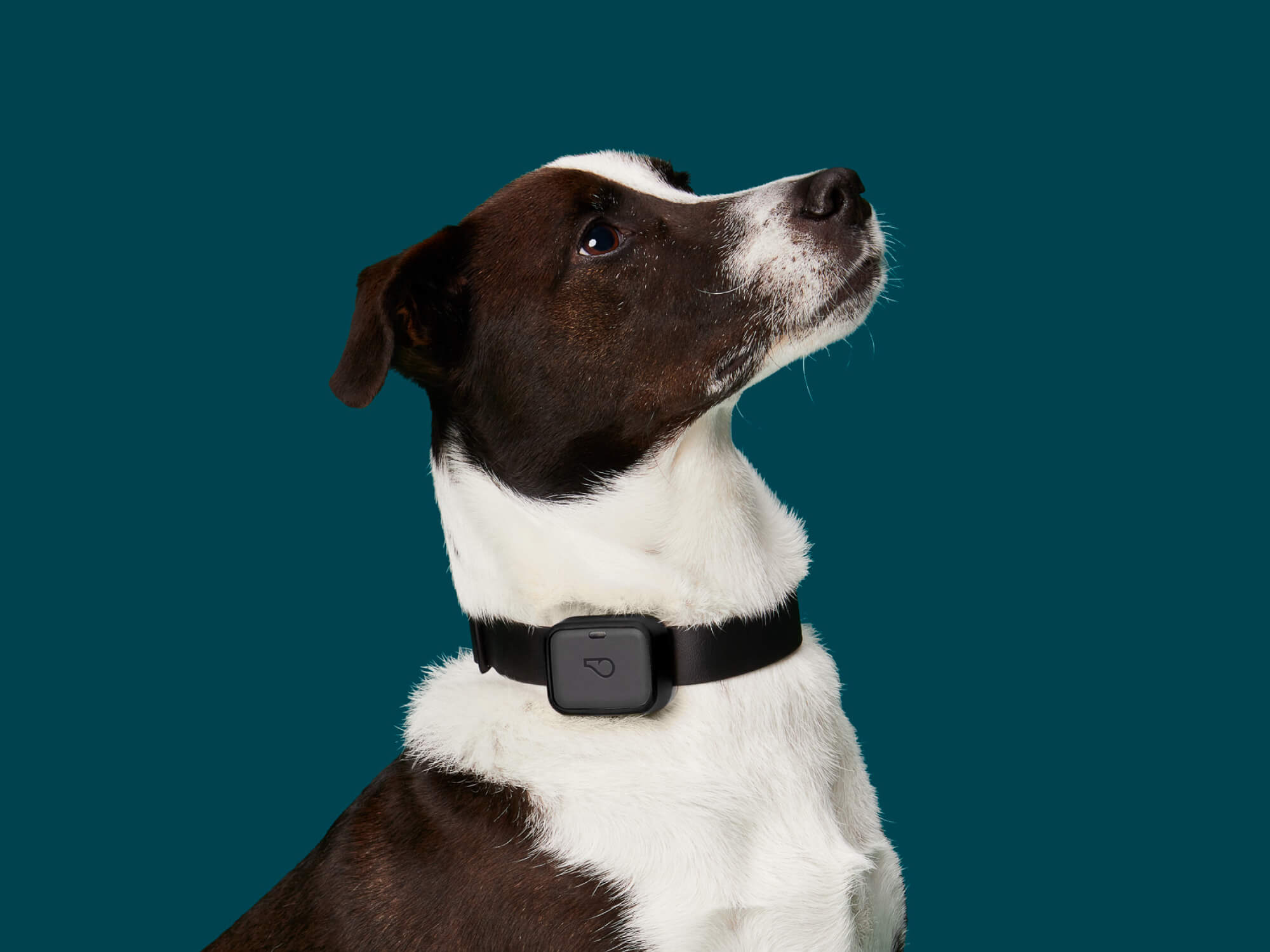This GPS Tracker Lets You Follow Your Dog's Every Step - Modern