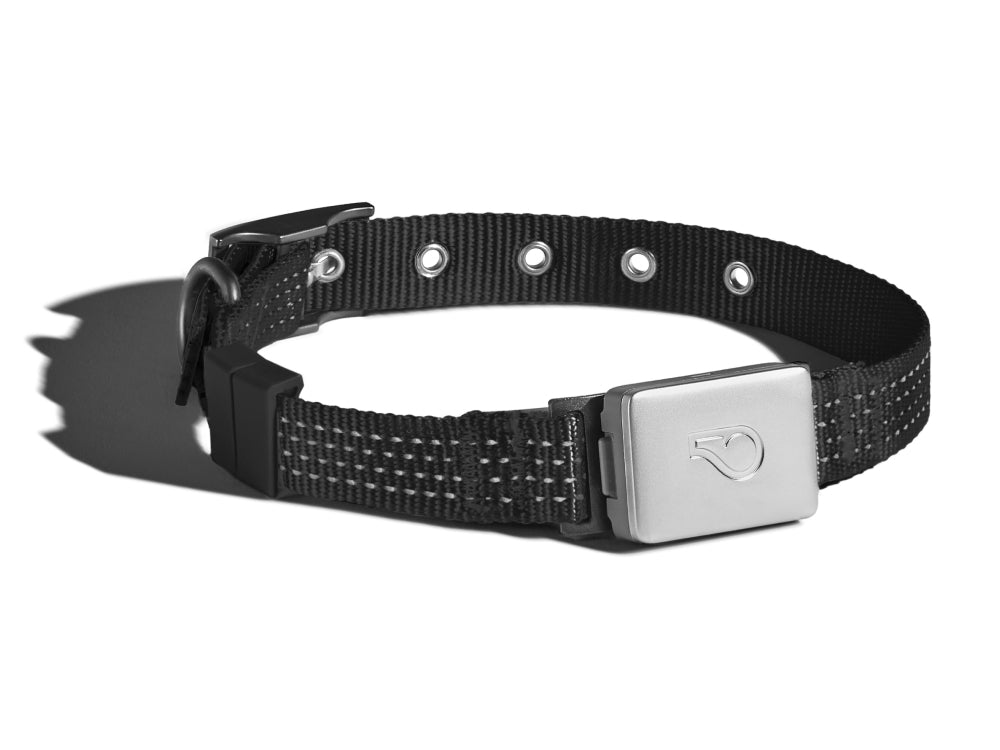 Smart Collars Monitor Your Dog's Activity and Health